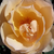 Rumena - Angleška vrtnica - Ausjo